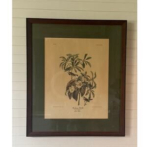 John J Audubon Bachmans Warbler Framed Print Wall Art